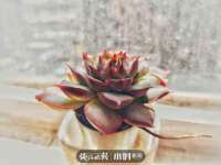 江苏智库贸易有限公司