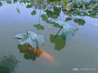 江苏智库贸易有限公司